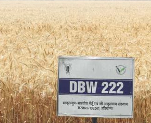 DBW222 (Karan Narendra)