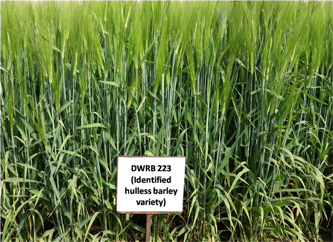 DWRB 223 ( Huskless-Barley)-NWPZ-Timley Sown