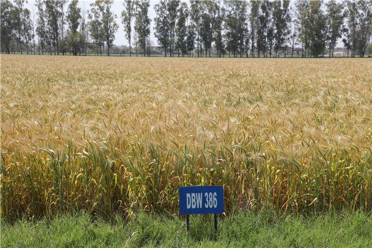 DBW 386- NEPZ-Timley Sown