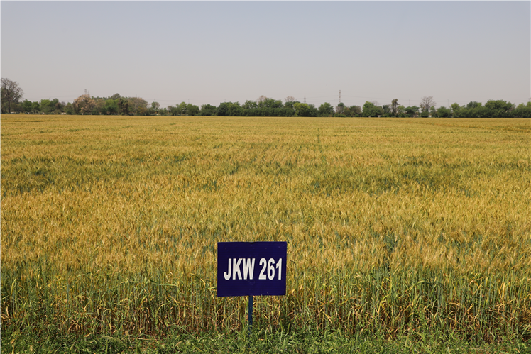 JKW 261 (Late sown)-NWPZ