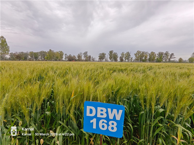 DBW-168-PZ-Timely sown
