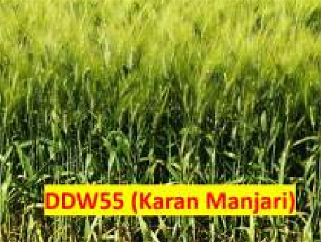 DDW 55 (Karan Manjari)