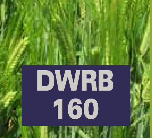 DWRB 160 (Karan Maltsona)