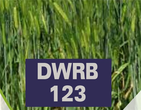 DWRB 123 (Central Barely 123)